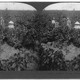 Illustration for article titled Grapes